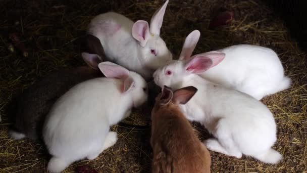 Кролики Сарай Їдять Зерно Білий Кролик Їсть Ячмінь Годування Тварин — стокове відео