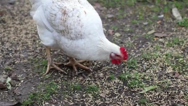 Kurczaki Podwórku Wsi Kurczak Zjada Ziarno Podwórku Obszar Przyrodniczy Kurczęta — Wideo stockowe