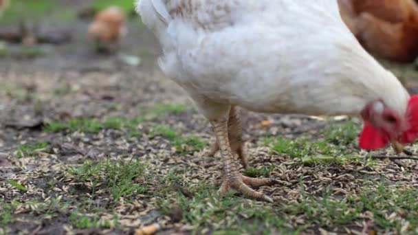 Hühner Auf Dem Hof Ländlicher Raum Ein Huhn Frisst Auf — Stockvideo