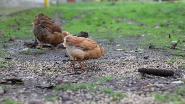 Poulets Dans Cour Zone Rurale Poulet Mange Grain Dans Cour — Video