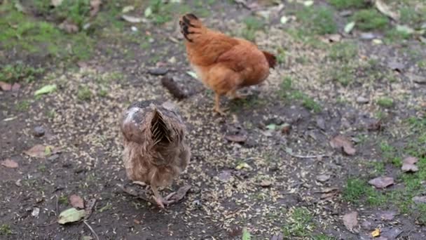 Hühner Auf Dem Hof Ländlicher Raum Ein Huhn Frisst Auf — Stockvideo