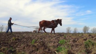 At tarlası. Bir çiftçi bir atla arazide çalışır. Güçlü, büyük bir at. Açık kahverengi bir at tarlada çalışıyor, buğday ekiyor. Harrows toprağı gevşetiyor. Kırsal