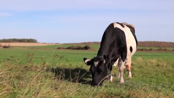 Cow Field Green Grass Cow Eats Grass Sunny Day Black — Stock Video