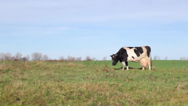 奶牛在田野里 绿草在四周 牛吃草 阳光明媚 黑人和白人的牛一头老母牛的大乳房 牛群吃草的地方被拴了起来 — 图库视频影像