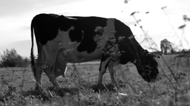 Cow Field Green Grass Cow Eats Grass Sunny Day Black — Stock Video