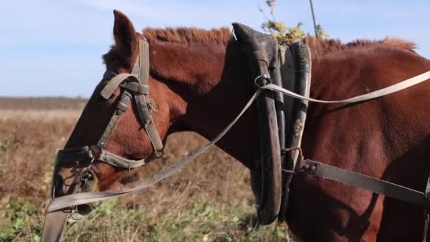 Cinnamon Horse Eats Grass Big Horse Field Beautiful Country Horse — Stock Video