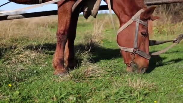 Kuda Kayu Manis Makan Rumput Seekor Kuda Besar Lapangan Sebuah — Stok Video