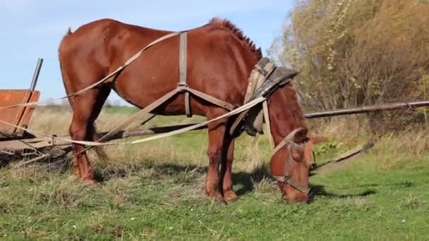 肉桂马吃草 田里的一匹大马 美丽的乡下人 — 图库视频影像