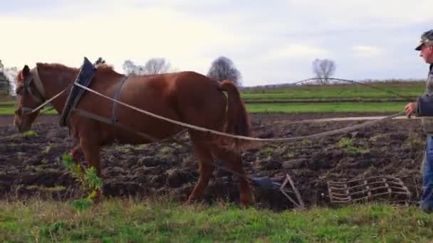 Коріння Конем Фермер Працює Землі Конем Сильний Великий Кінь Полі — стокове відео