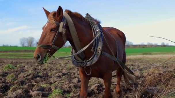 Uprawa Koniu Farmer Pracuje Ziemi Koniem Silny Duży Koń Polu — Wideo stockowe