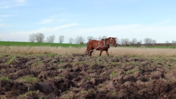 Krádež Koněm Farmář Pracuje Pozemku Koněm Silný Velký Kůň Poli — Stock video