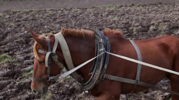 馬による暴走 農夫は馬と一緒に土地で働いている 強い大きな馬だった 薄茶色の馬が畑で働き 小麦を蒔いている ハロウィンは土壌を緩めました カントリーサイド — ストック動画