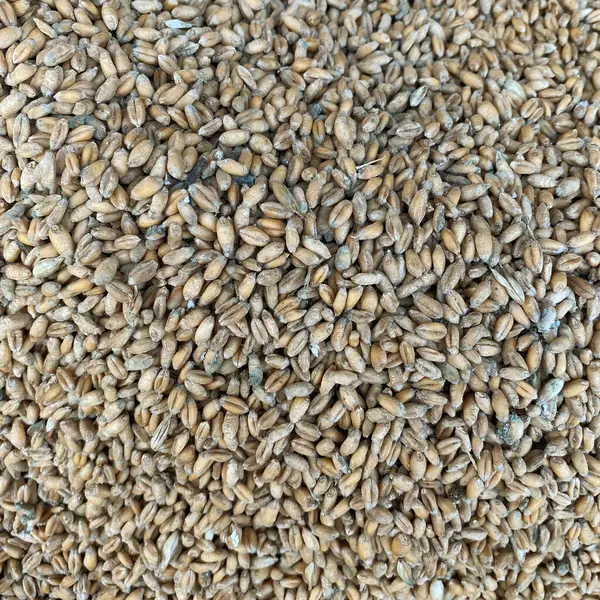 Spoiled wheat. Rotten grain stood in the moisture. Wheat background, rotten crop all covered with dust