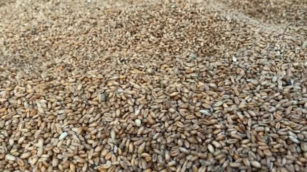 小麦を散らした 腐った穀物は水分の中に立っていた 小麦の背景 腐った作物は塵で覆われています — ストック動画