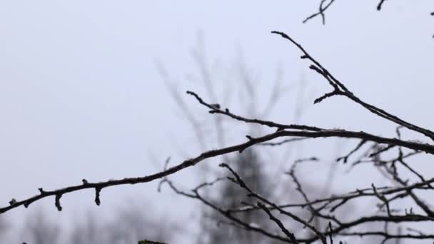 Śnieg Mróz Wczesny Zimowy Krajobraz Drzewa Pokryte Śniegiem Jest Zimno — Wideo stockowe