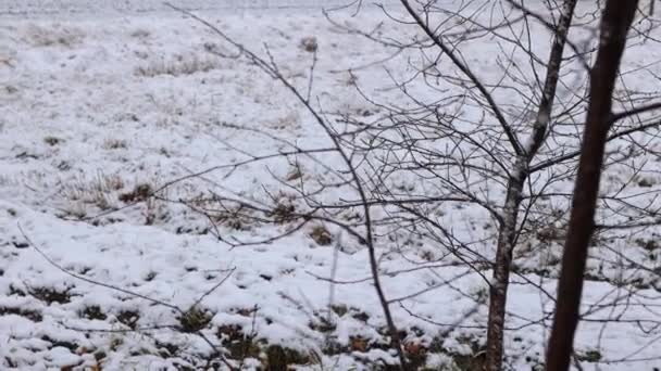 Neve Gelo Paesaggio Inizio Inverno Gli Alberi Sono Coperti Neve — Video Stock