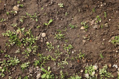 Çimenli toprak dokusunun en üst görüntüsü. Toprak zemin, yeşil filizler. Çimlerle kaplı çıplak bir tarla. Alan sorunları