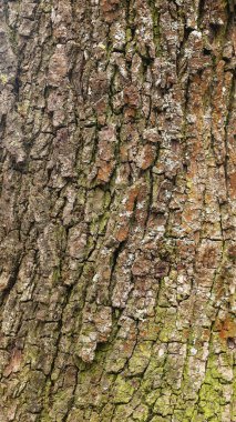 Meyve ağacının kabuğunun dokusu, yakın plan. Ağaç gövdesi arka plan, desenli görüntü. Sağlıklı bir kök. Kereste, ormancılık..