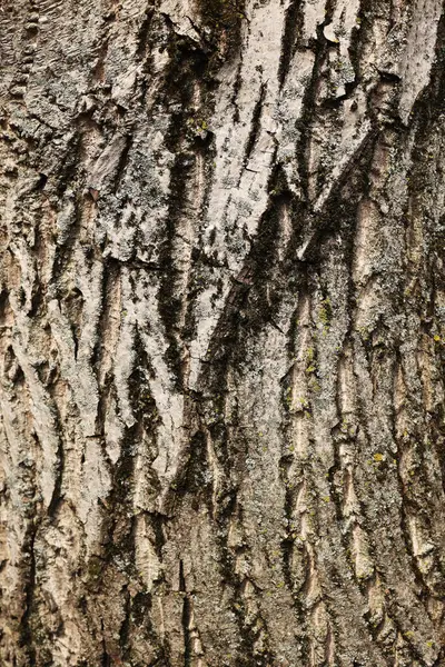 The texture of the bark of a walnut tree, close-up. Tree trunk background, textured image. A healthy stem. Lumber, forestry.