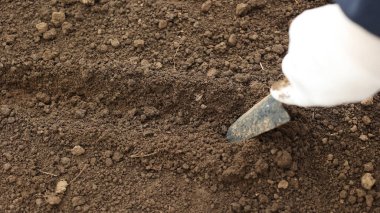 Kara toprak fidanlar için hazır. Çiftlikteki kahverengi toprak. Bahçedeki araziye yakın çekim, baharda bahçe hazırlığı. Seradaki iyi ve temiz nemli toprak
