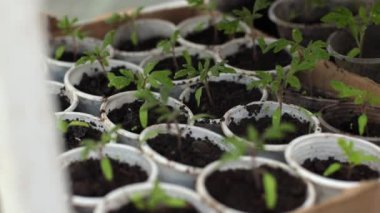 Serada tohumlar, plastik bardaklarda. Küçük domatesler, büyüyen sebzeler, kırsal koşullar. Evde bahçıvanlık, küçük yeşil fidanlar, sprey şişesinden suyla sulanan