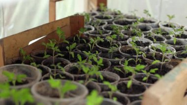 Serada tohumlar, plastik bardaklarda. Küçük domatesler, büyüyen sebzeler, kırsal koşullar. Evde bahçıvanlık, küçük yeşil fidanlar, sprey şişesinden suyla sulanan