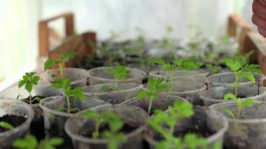 Serada tohumlar, plastik bardaklarda. Küçük domatesler, büyüyen sebzeler, kırsal koşullar. Evde bahçıvanlık, küçük yeşil fidanlar, sprey şişesinden suyla sulanan