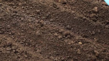 Kara toprak fidanlar için hazır. Çiftlikteki kahverengi toprak. Bahçedeki araziye yakın çekim, baharda bahçe hazırlığı. Seradaki iyi ve temiz nemli toprak