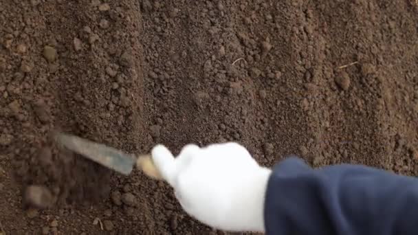 黑土可以播种了 家乡的褐土 园中土地的密闭 春天的园艺准备 温室效应良好而干净的潮湿土壤 — 图库视频影像