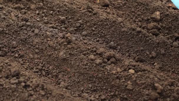 黒い土壌は苗の準備ができています ホームステッドのブラウン土壌 庭の土地の閉鎖 園芸のための春の準備 温室の良いきれいな湿った土 — ストック動画
