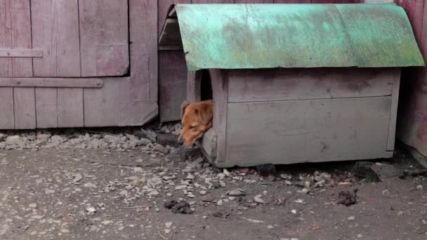 Seekor Anjing Merah Besar Dekat Rumah Anjing Cokelat Perdesaan Anjing — Stok Video