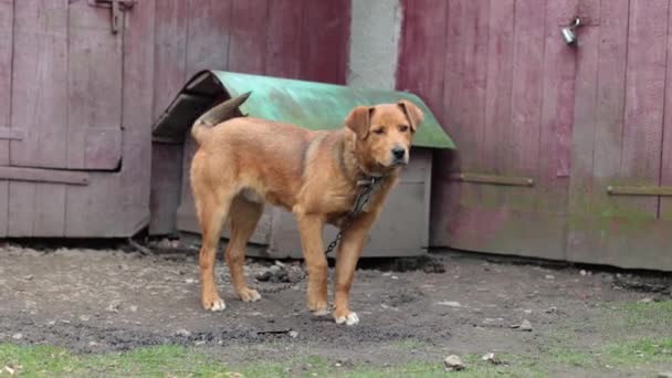 房子附近有一只大红狗 乡村棕色的狗 漂亮的狗守护着谷仓 他被锁住了 他看上去和蔼可亲 — 图库视频影像