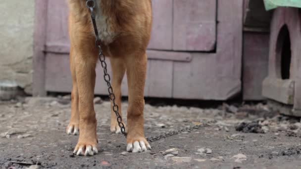 Gran Perro Rojo Cerca Casa Rural Perro Marrón Hermoso Perro — Vídeos de Stock