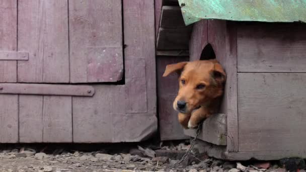 家の近くに大きな赤い犬がいる 田舎の茶色の犬 美しい犬は納屋を守っています 彼は親切でフレンドリーに見えます — ストック動画