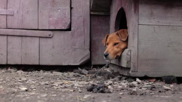 房子附近有一只大红狗 乡村棕色的狗 漂亮的狗守护着谷仓 他被锁住了 他看上去和蔼可亲 — 图库视频影像