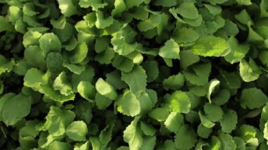 Marul yeşildir, bahçe vitaminlerle doludur. Vejetaryen yemeği, bol salata. Seradaki bitkiler, doğal çevre. Besinler