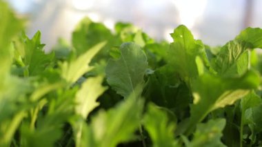 Marul yeşildir, bahçe vitaminlerle doludur. Vejetaryen yemeği, bol salata. Seradaki bitkiler, doğal çevre. Besinler