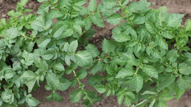 Tarlada büyüyen bir sürü patates var. Yaz aylarında tarım yeşili patates yaprakları. Colorado böcekleri yumruyu sever. Böcekler mahsulü yok eder. Patates hasadı ekolojik olarak temiz.