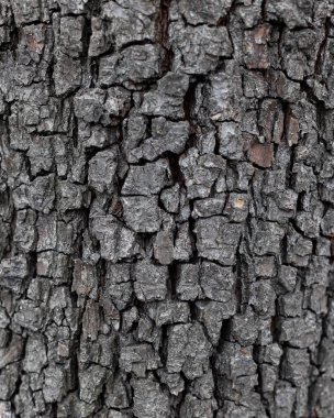 Kabuk arka plan, ağaç kabuğu dokusu. Armut. Tahta yüzey. Kapat..