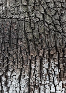 Kabuk arka plan, ağaç kabuğu dokusu. Armut. Tahta yüzey. Kapat..