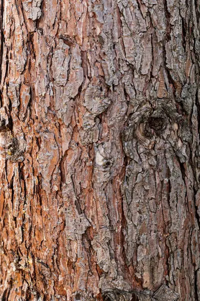 Tree trunk texture. Pine bark close-up, tree bark background