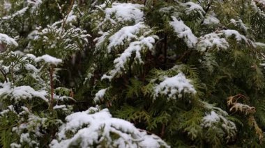 Kış, karlı ladin. Karlı bir manzara, dallarda kar. Kış dönemi
