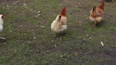 Bahçede tavuklar, kırsal alanda. Bir tavuk bahçede tahıl yer. Doğal alan, köydeki tavuklar. Yerden beslenen bir kuş.