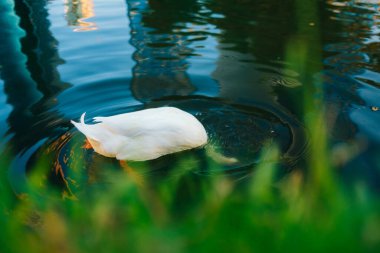 Vahşi ördekler gölde yüzer. Kuşlar suya yaklaşır. Bahar. Yüksek kalite fotoğraf