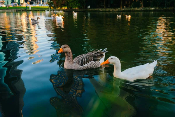 野生のアヒルは湖で泳ぐ 鳥は水の中で閉じ込められます 高品質の写真 — ストック写真