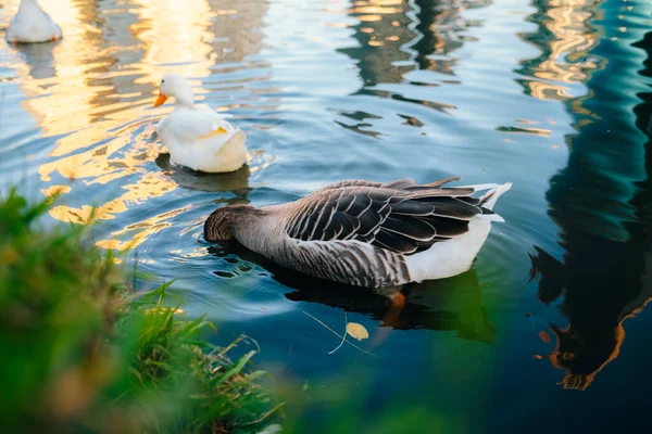 stock image Wild ducks swim in the lake. Birds close-up in the water. Spring. High quality photo