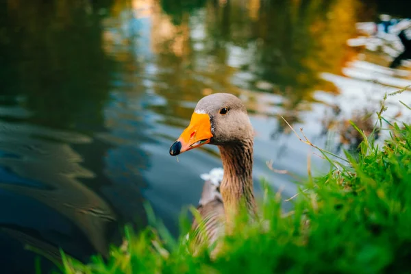 stock image Wild ducks swim in the lake. Birds close-up in the water. Spring. High quality photo