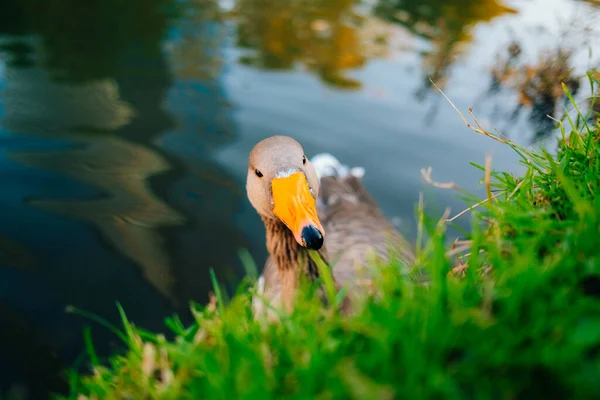 stock image Wild ducks swim in the lake. Birds close-up in the water. Spring. High quality photo