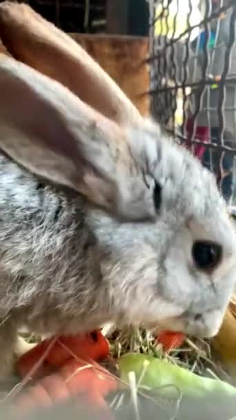 ケージ内の国内ウサギはニンジンを食べる 高画質映像 — ストック動画