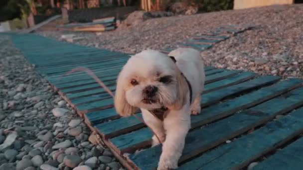 Shitzu Köpeği Çakıl Taşı Plajı Boyunca Sokakta Yürüyor Köpeği Gezdiriyorum — Stok video